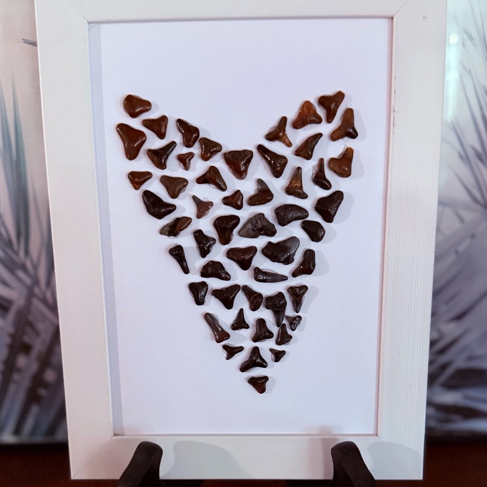 Heart-Shaped Shark Tooth Art in White Frame